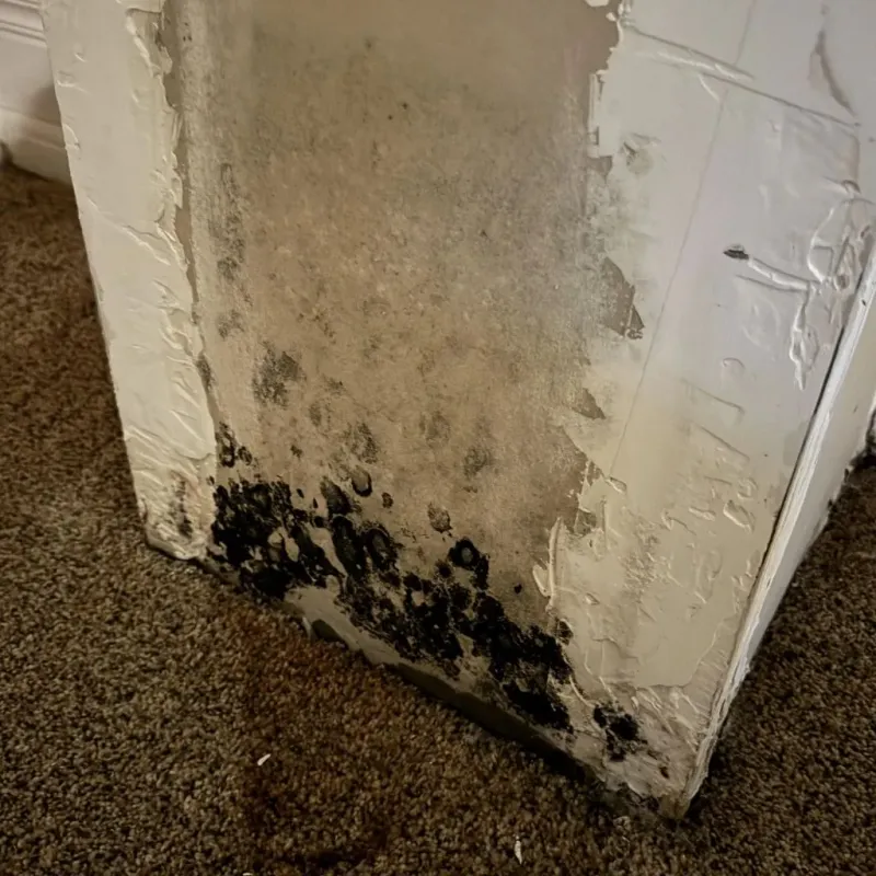 Professional Mold Removal in Tok, AK